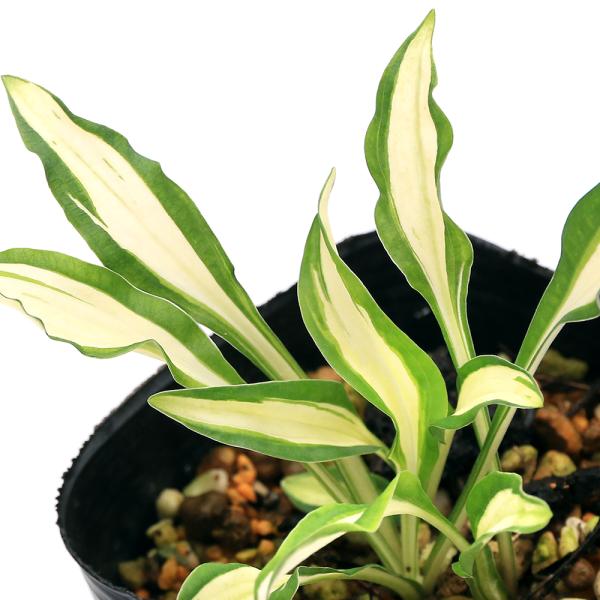 kotenplant　_gardening　ビオトープ　ガーデニング　水辺植物　その他水辺植物　両爬向き植物　山野草　植物生体　ガーデニング生体　育て方　育成方法　栽培方法　ギボウシ　キジカクシ科　ギボウシ属　ホスタ属　ホスタ　コーライ　タ...