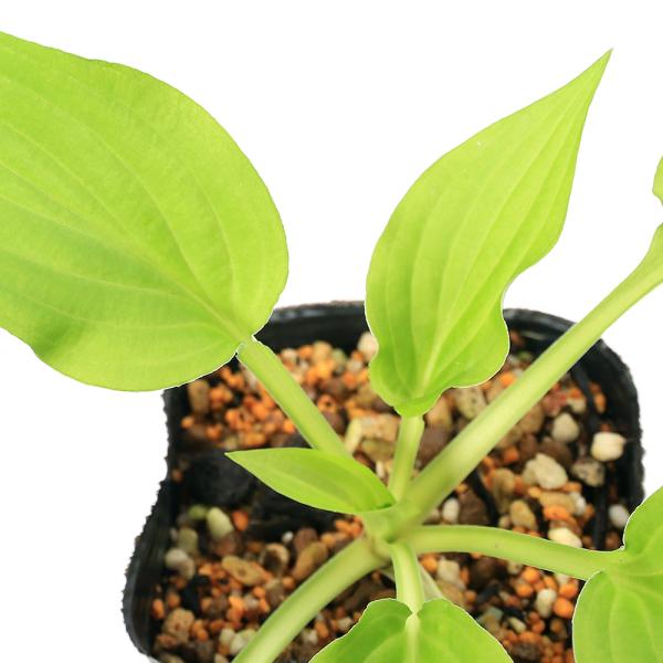 kotenplant　_gardening　ビオトープ　ガーデニング　水辺植物　その他水辺植物　両爬向き植物　山野草　植物生体　ガーデニング生体　育て方　育成方法　栽培方法　対馬ギボウシ　ツシマギボウシ　ギボウシ　キジカクシ科　ギボウシ属　...