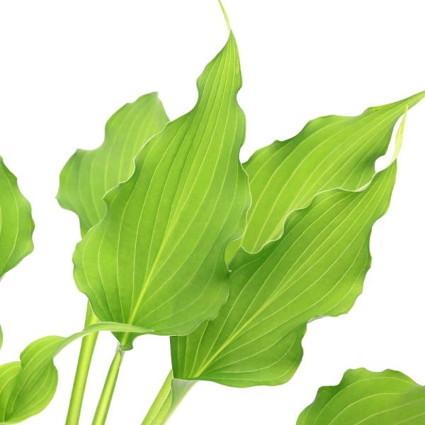 kotenplant　_gardening　ビオトープ　ガーデニング　水辺植物　その他水辺植物　両爬向き植物　山野草　植物生体　ガーデニング生体　育て方　育成方法　栽培方法　ギボウシ　キジカクシ科　ギボウシ属　ホスタ属　ホスタ　コーライ　タ...