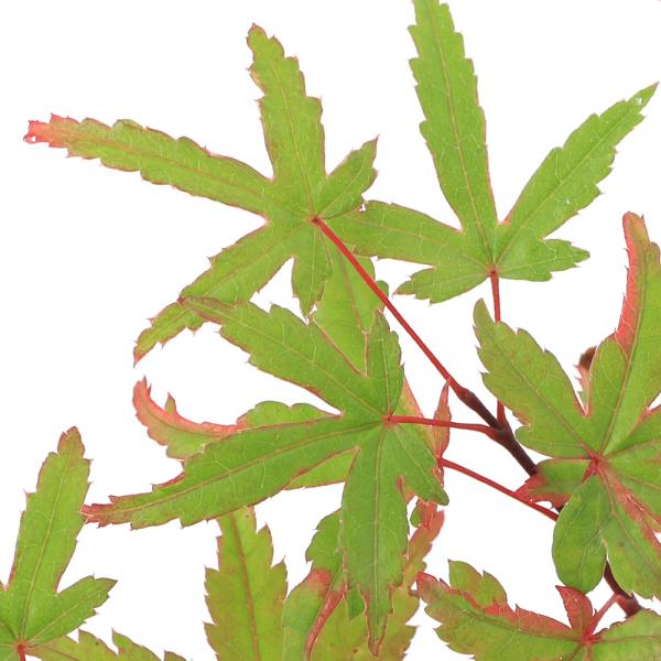 kotenplant　_gardening　観葉植物　苗　鉢植え　ポット　ガーデニング生体　育て方　育成方法　栽培方法　管理方法　植物　植物生体　植木　種類　剪定　園芸　山野草　モミジ　紅葉　椛　イロハモミジ　色葉もみじ　苗木　カエデ　楓　...