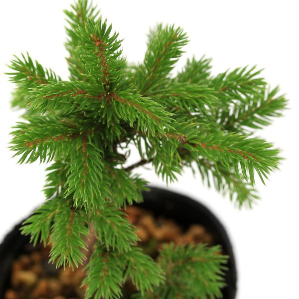 _gardening　ガーデニング　山野草　球根　エゾマツ　蝦夷松　エゾ松　20240517　YH　Ｐｉｃｅａ　ｊｅｚｏｅｎｓｉｓ　テシオマツ　シコタンマツ　クロエゾマツ　育て方　育成方法　栽培方法　北海道　北海道の木　ボンサイ　盆栽　マツ...