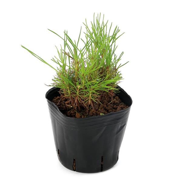 _gardening　ガーデニング　果樹　山野草　盆栽　Ｐｉｎｕｓ　ｄｅｎｓｉｆｌｏｒａ　メマツ　雌松　縁起樹　縁起木　植物　植物生体　ガーデニング生体　育て方　育成方法　栽培方法　お正月　マツ科　マツ属　赤松実生　林　20240708　Y...
