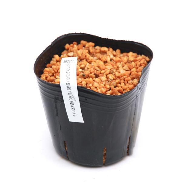 _gardening　ガーデニング　山野草　テラリウム　キンポウゲ　育て方　育成方法　栽培方法　bnr_hrgmgr　Ａｎｅｍｏｎｅｌｌａ　ｔｈａｌｉｃｔｒｏｉｄｅｓ’Ｃａｍｅｏ’　キンポウゲ科バイカカラマツソウ属　耐寒性多年草　宿根草　北...