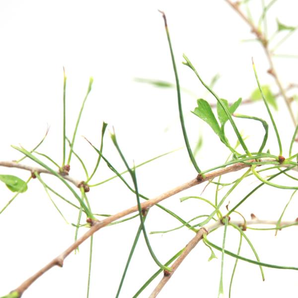 _gardening　ガーデニング　山野草　Quercus　salicina　植物　植物生体　ガーデニング生体　育て方　育成方法　栽培方法　縁起樹　縁起木　お正月　jityu　bnr_syougatu328　opa2_delete　gard...