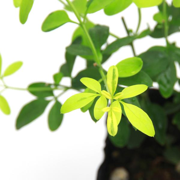 _gardening　_interior　ガーデニング　花　苗　鉢花　山野草　植木　盆栽　花木　育て方　育成方法　栽培方法　モクセイ科ソケイ属　常緑半蔓性低木　キソケイ　Ｊａｓｍｉｎｕｍ　ｈｕｍｉｌｅ　ｖａｒ．　ｈｕｍｉｌｅ． 　20241...