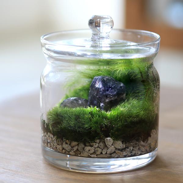 苔テラリウム　コレクション No.１ 苔テラリウム一品物シリーズ（1） | 「ちいさな苔屋さん」ネット