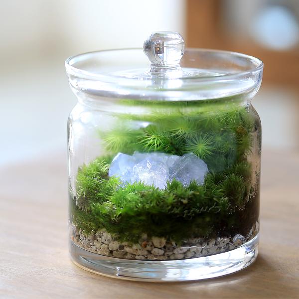 line2462terarium　interioraquastone　koketera　terrarium　テラリウム　テラリウムガラス　テラリウムキット　ガーデニング　観葉植物　苔テラリウム　コケテラリウム　苔盆栽　グラスアクア　インテリ...