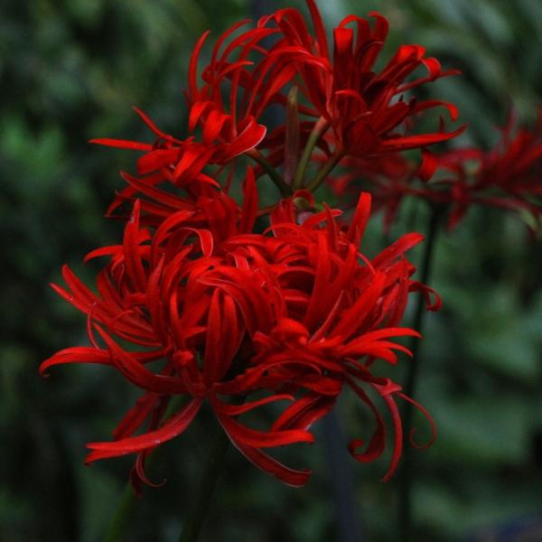 _gardening　山野草　苗　球根　彼岸花　マンジュシャゲ　死人花　地獄花　幽霊花　剃刀花　狐花　捨子花　Ｌｙｃｏｒｉｓ　ｒａｄｉａｔａ　リコリスラジアータ　育て方　育成方法　栽培方法　ヒガンバナ科ヒガンバナ属　耐寒性多年草　宿根草　日...