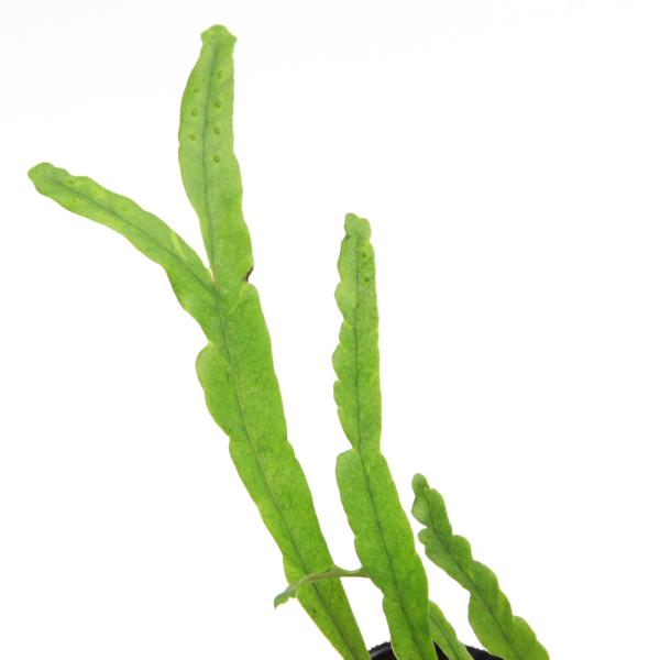 _gardening　_kame　_hachu　ガーデニング　山野草　軒忍　イツマデグサ　カラスノワスレグサ　観葉植物　ビバリウム　アクアテラリウム　パルダリウム　レイアウト　ヤドクガエル　着生シダ　植物　植物生体　ガーデニング生体　育て方...