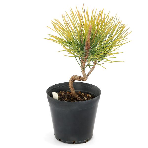 _gardening　ガーデニング　黒松　Ｐｉｎｕｓ　ｔｈｕｎｂｅｒｇｉ　オマツ　雄松　縁起樹　縁起木　osyougatu_plants　osyougatu_item　植物　植物生体　ガーデニング生体　育て方　育成方法　栽培方法　お正月　マ...