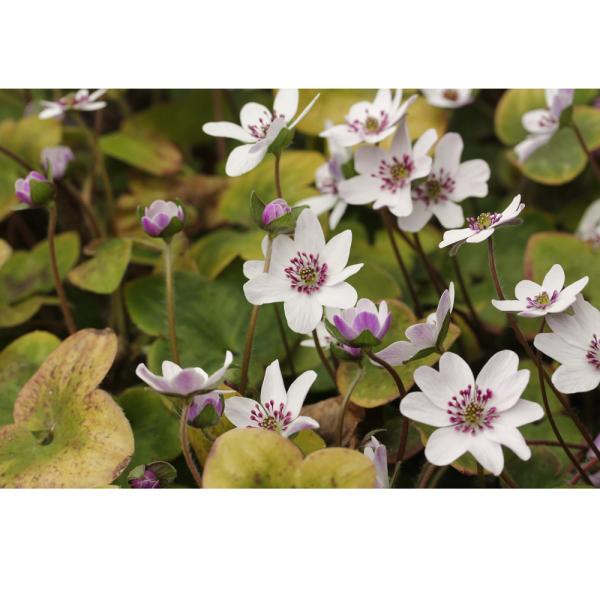 ガーデニング　山野草　テラリウム　雪割草　ユキワリソウ　三角草　ミスミソウ　植物　植物生体　ガーデニング生体　育て方　育成方法　栽培方法　Ｐｒｉｍｕｌａ　ｆａｒｉｎｏｓａ　ｓｕｂｓｐ．　ｍｏｄｅｓｔａ　ミスミソウ　三角草　スハマソウ　地桜花...