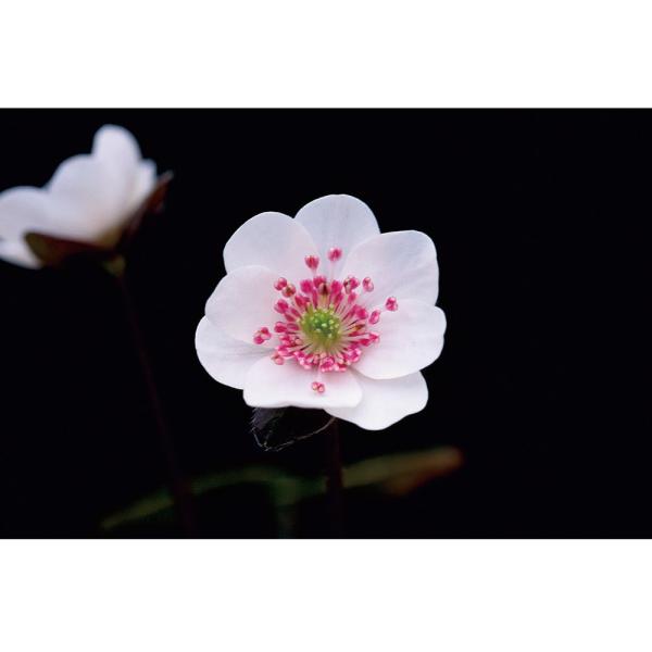 ガーデニング　山野草　テラリウム　雪割草　ユキワリソウ　三角草　ミスミソウ　植物　植物生体　ガーデニング生体　育て方　育成方法　栽培方法　Ｐｒｉｍｕｌａ　ｆａｒｉｎｏｓａ　ｓｕｂｓｐ．　ｍｏｄｅｓｔａ　ミスミソウ　三角草　スハマソウ　地桜花...