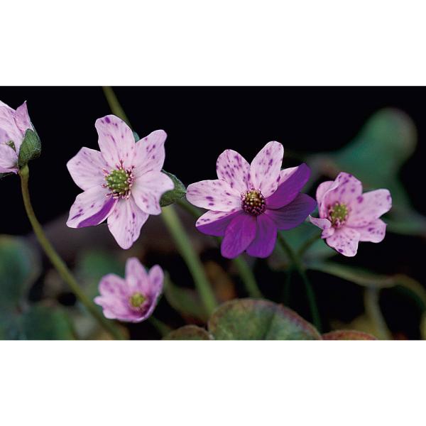 ガーデニング　山野草　テラリウム　雪割草　ユキワリソウ　三角草　ミスミソウ　植物　植物生体　ガーデニング生体　育て方　育成方法　栽培方法　Ｐｒｉｍｕｌａ　ｆａｒｉｎｏｓａ　ｓｕｂｓｐ．　ｍｏｄｅｓｔａ　ミスミソウ　三角草　スハマソウ　地桜花...