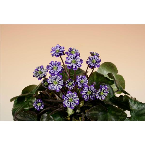 ガーデニング　山野草　テラリウム　雪割草　ユキワリソウ　三角草　ミスミソウ　植物　植物生体　ガーデニング生体　育て方　育成方法　栽培方法　Ｐｒｉｍｕｌａ　ｆａｒｉｎｏｓａ　ｓｕｂｓｐ．　ｍｏｄｅｓｔａ　ミスミソウ　三角草　スハマソウ　地桜花...