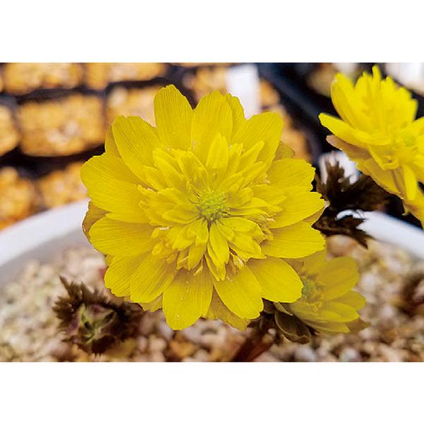 ガーデニング　花　苗　ガンジツソウ　元日草　ツイタチソウ　朔日草　キンポウゲ　育て方　育成方法　栽培方法　観葉植物　フクジュソウ　縁起　お正月　Ａｄｏｎｉｓ　ａｍｕｒｅｎｓｉｓ　ガンジツソウ　元日草　ツイタチソウ　朔日草　キンポウゲ科フクジ...