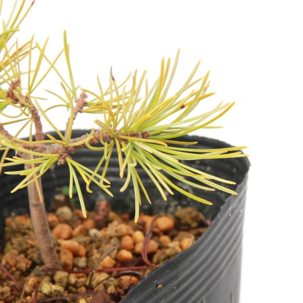 _gardening　ガーデニング　山野草　球根　３号　ハイマツ　縁起樹　縁起木　植物　植物生体　ガーデニング生体　育て方　育成方法　栽培方法　お正月　Ｐｉｎｕｓ　ｐｕｍｉｌａ　マツ科マツ属　常緑針葉樹　日本／北海道〜本州　朝鮮半島　中国　...