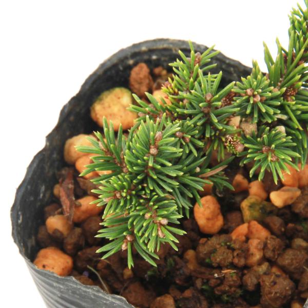 _gardening　ガーデニング　山野草　球根　エゾマツ　蝦夷松　エゾ松　テシオマツ　シコタンマツ　クロエゾマツ　育て方　育成方法　栽培方法　北海道　北海道の木　ボンサイ　盆栽　マツ　松　Ｐｉｃｅａ　ｊｅｚｏｅｎｓｉｓ　テシオマツ　シコタ...