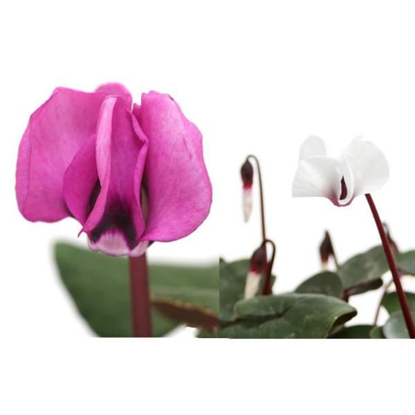 _gardening　ガーデニング　山野草　花苗　花壇苗　植物　植物生体　ガーデニング生体　Ｃｙｃｌａｍｅｎ　ｃｏｕｍ　‘Ａｌｂａ’　cyclamen_series　育て方　育成方法　栽培方法　原種シクラメン　1201　ＲＭ　bnr_fyg...