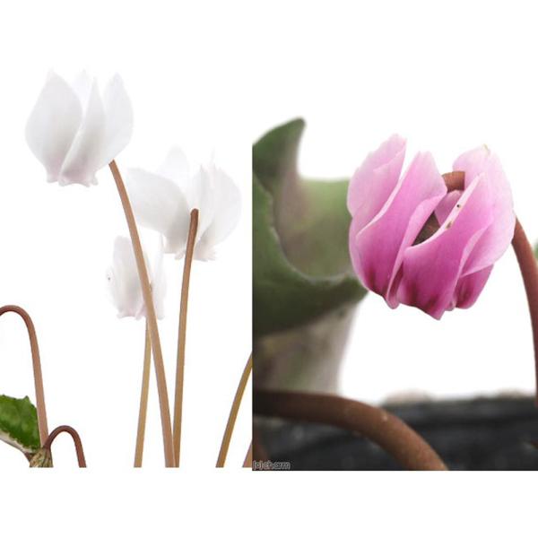 _gardening　ガーデニング　山野草　20161102　NT　花苗　花壇苗　植物　植物生体　ガーデニング生体　cyclamen_series　育て方　育成方法　栽培方法　原種　シクラメン　ヘデリフォリウム　ネアポリタナム　Cyclam...