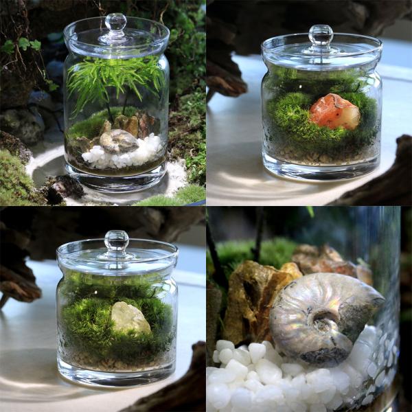 line2462terarium　interioraquastone　koketera　terrarium　mlmhousekotera　wintergift　kokebonsai　fathersday　テラリウム　テラリウムガラス　テラリ...