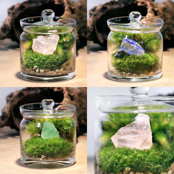 メーカー：用品+生体植物セット line2462terarium　interioraquastone　koketera　terrarium　mlmhousekotera　wintergift　kokebonsai　fathersday　テラ...