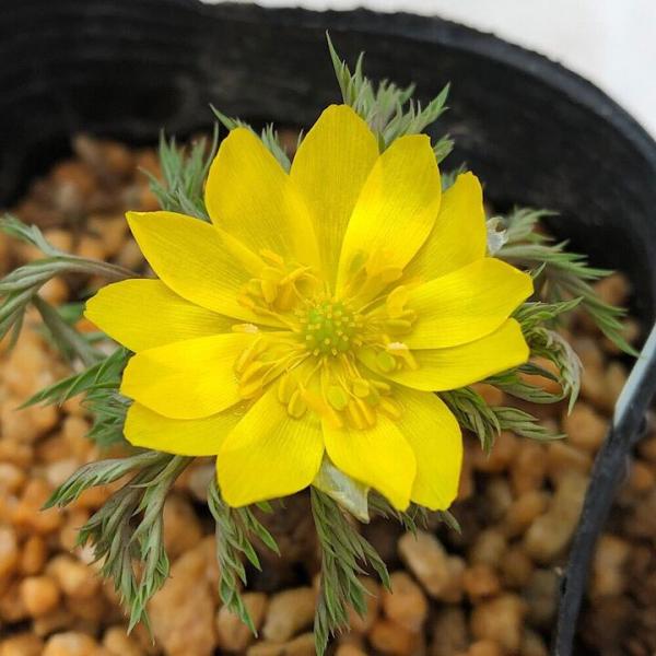 _gardening　ガーデニング　山野草　テラリウム　福寿草　フクジュソウ　Ａｄｏｎｉｓ　ｒａｍｏｓａ　ガンジツソウ　お正月　元日草　ツイタチソウ　朔日草　キンポウゲ　植物　植物生体　ガーデニング生体　育て方　育成方法　栽培方法　縁起　古...