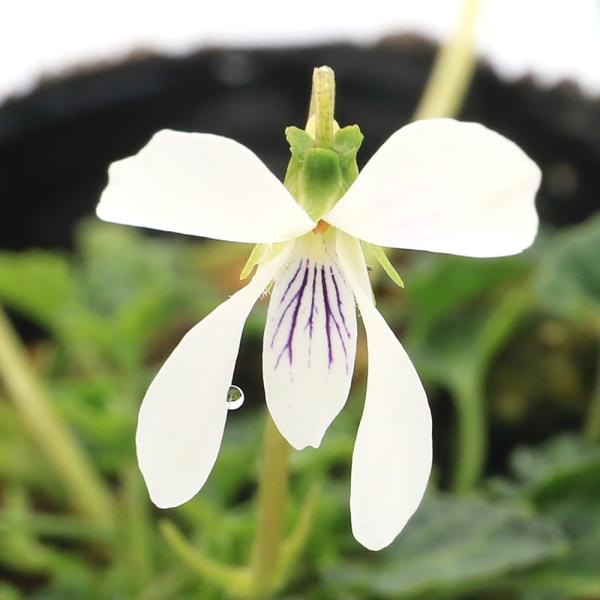 _gardening　ガーデニング　山野草　姫菫　ヴィオラ　観葉　すみれ　花壇苗　花苗　菫　植物　植物生体　ガーデニング生体　屋久島スミレ　屋久島菫　育て方　育成方法　栽培方法　石垣屋久島スミレ　すみれ　イシガキスミレ　ヤクシマスミレ　Ｖｉ...
