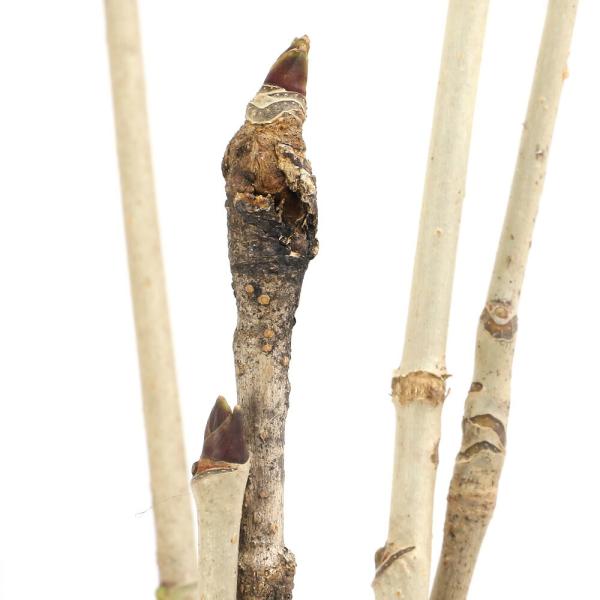 _gardening　ガーデニング　観葉植物　苗　果樹苗木　山菜　家庭菜園　タラノ木　ウコギ科　ウコギ属　キンシツ　ゴンゼツ　落葉高木　AISHI　ｙ24ｍ12　20241231　2025zenki　コシアブラ　Ａｃａｎｔｈｏｐａｎａｘ　ｓ...