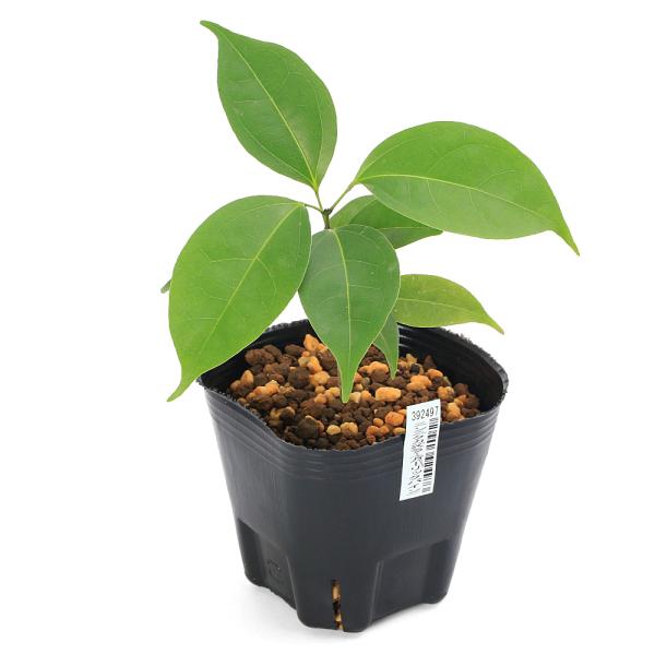 _gardening　ガーデニング　花　苗　植木シリーズ　植物　植物生体　ガーデニング生体　育て方　育成方法　栽培方法　ニンニクカズラ　ガーリックカズラ　Mansoa　alliacea　ガーリックバイン　garlic　vine　202501...