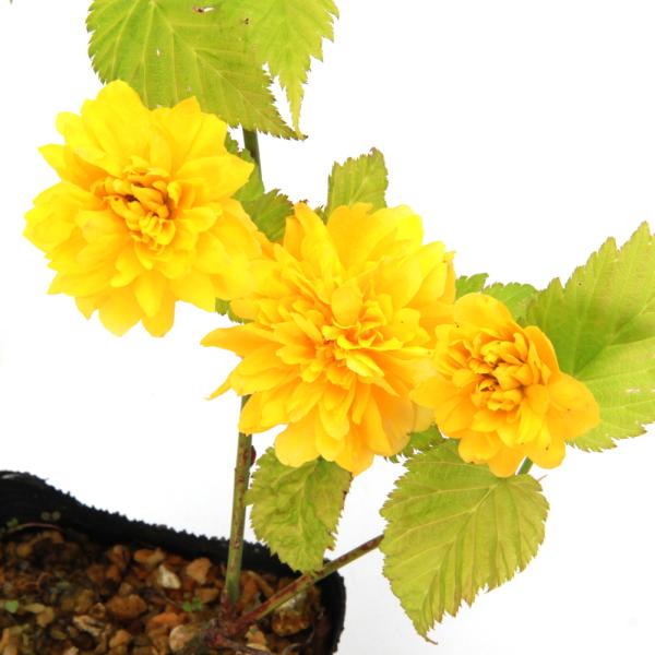 _aqua　_gardening　ガーデニング　山野草　ヤマブキ　バラ科　植物　植物生体　ガーデニング生体　育て方　育成方法　栽培方法　bnr_hrgmgr　ヤエヤマブキ　八重咲　山吹　ヤマブキ属　opa2_delete　20250125　...