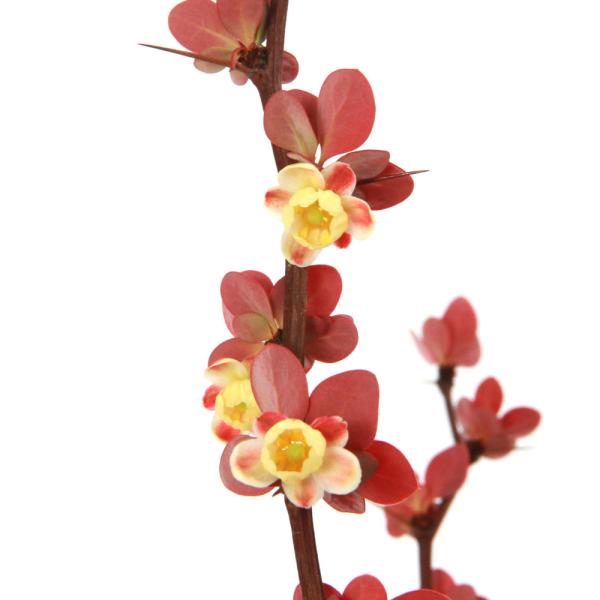 _gardening　ガーデニング　山野草　植物　植物生体　ガーデニング生体　育て方　育成方法　盆栽　ぼんさい　盆栽苗　樹木苗　Ｂｅｒｂｅｒｉｓ　ｔｈｕｎｂｅｒｇｉｉ　メギ科メギ属　落葉低木　コトリトマラズ　ヨロイドオシ　20250126　...