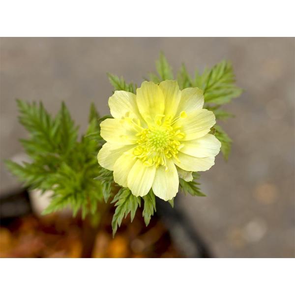 ガーデニング　花　苗　ガンジツソウ　元日草　ツイタチソウ　朔日草　キンポウゲ　育て方　育成方法　栽培方法　観葉植物　フクジュソウ　縁起　お正月　Ａｄｏｎｉｓ　ａｍｕｒｅｎｓｉｓ　ガンジツソウ　元日草　ツイタチソウ　朔日草　キンポウゲ科フクジ...