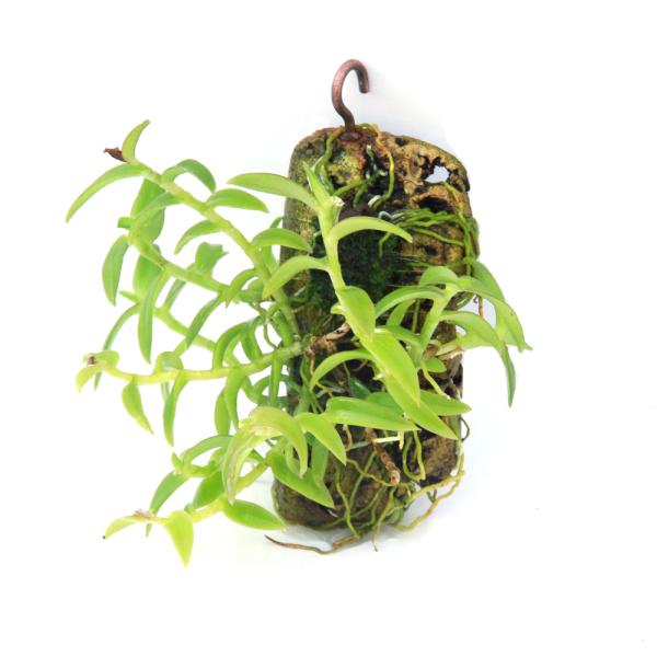 paludariumplants　パルダリウム　テラリウム　観葉植物　園芸　ガーデニング　ビバリウム　水草　インテリアグリーン　育て方　育成方法　栽培方法　Ｅｐｉｄｅｎｄｒｕｍ　ｐｏｒｐａｘ.　ラン科エピデンドラム属　非耐寒性常緑多年草　着...