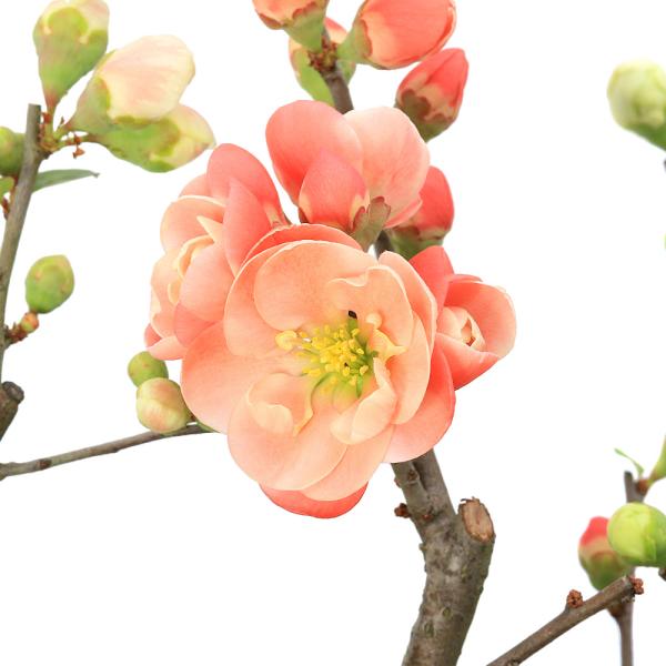 _interior　（観葉植物）　ガーデニング　花　苗　盆栽　ボケ　_gardening　唐木瓜　カラモクコウ　Chaenomeles ｓｐ．　バラ科　ボケ属　耐寒性落葉低木　盆栽　鉢植え　庭植え　切花　育て方　育成方法　栽培方法　AISH...