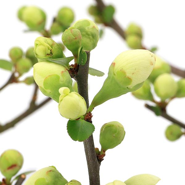 _interior　（観葉植物）　ガーデニング　花　苗　盆栽　ボケ　_gardening　Chaenomeles speciosa　唐木瓜　カラモクコウ　バラ科　ボケ属　耐寒性落葉低木　盆栽　鉢植え　庭植え　切花　育て方　育成方法　栽培方法...