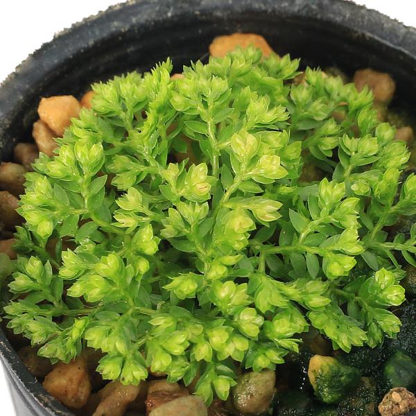 _kame　_hachu　観葉植物　ガーデニング　園芸　ビバリウム　アクアテラリウム　パルダリウム　花　苗　洋　vivariumplants　vivariumplants_hinnsyu　植物　植物生体　ガーデニング生体　ミニビバリウムプラ...