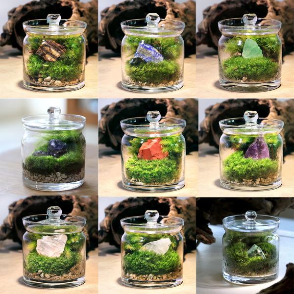 line2462terarium　interioraquastone　koketera　terrarium　テラリウム　テラリウムガラス　テラリウムキット　ガーデニング　観葉植物　苔テラリウム　コケテラリウム　苔盆栽　グラスアクア　インテリ...