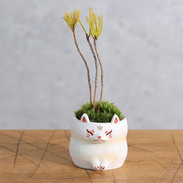 _interior　_gardening　ガーデニング　山野草　寄せ植え　植物　植物生体　育て方　育成方法　栽培方法　観葉植物　createplants_管理用　20250212　NMIYA　ｙ25ｍ02　2025tuuki　gar_san...