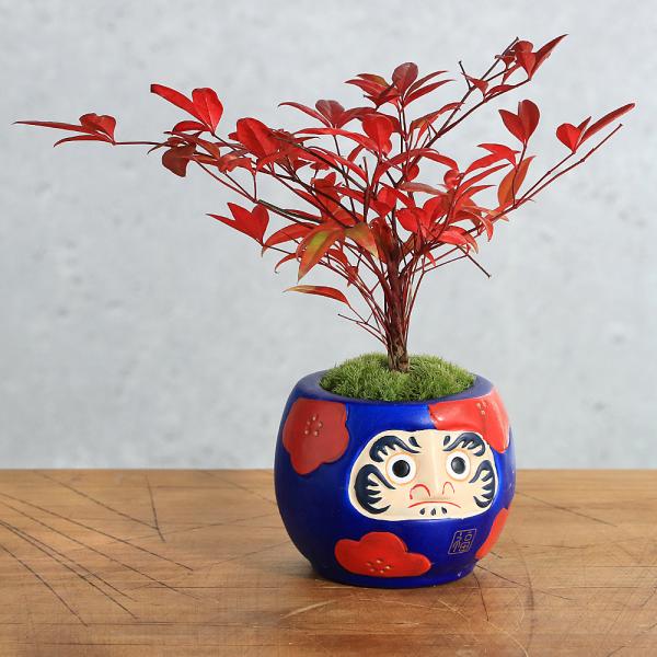 ガーデニング　園芸　花　鉢花　山野草　山野草盆栽　苔盆栽　特殊鉢　高山植物　炭　インテリア　盆栽　テラリウム　苔　コケ　ヤマゴケえ　ホソバオキナゴケ　アラハシラガゴケ　Ｌｅｕｃｏｂｒｙｕｍ　ｎｅｉｌｇｈｅｒｒｅｎｓｅ　シラガゴケ科　Ｌｅｃｏ...