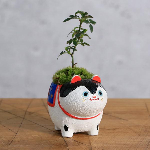 _interior　_gardening　ガーデニング　山野草　寄せ植え　植物　植物生体　育て方　育成方法　栽培方法　観葉植物　createplants_管理用　20250212　NMIYA　ｙ25ｍ02　2025tuuki　gar_san...