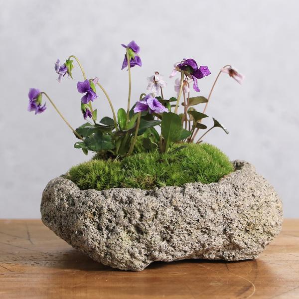 蓮華石鉢・寄せ植え鉢・山野草鉢・コケ鉢・多肉植物鉢・１輪鉢・オブジェ・庭石 蓮華石鉢・寄せ植え鉢・山野草鉢・コケ鉢・多肉植物鉢・1輪鉢