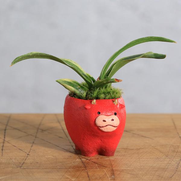 _interior　_gardening　ガーデニング　山野草　寄せ植え　植物　植物生体　育て方　育成方法　栽培方法　観葉植物　createplants_管理用　20250212　NMIYA　ｙ25ｍ02　2025tuuki　gar_san...