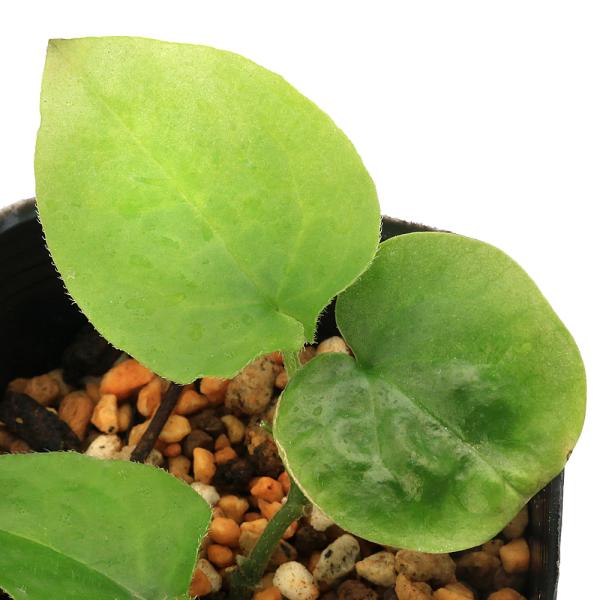 ヒナカンアオイ　2015年播種 2025年5月株分②　山野草　カンアオイ 山野草）カンアオイ（寒葵）アサルム ユンナンエンセ