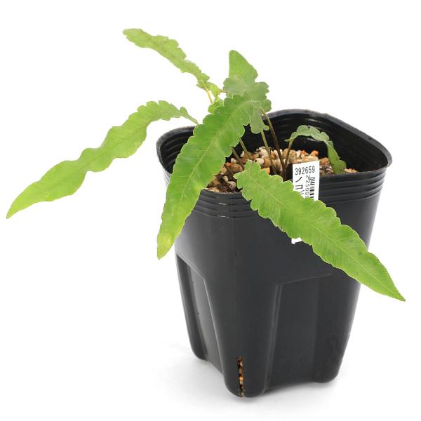 _hachu　_kame　_aqua　_gardening　ガーデニング　テラリウム　ビバリウム　パルダリウム　ディプラジウム　育て方　育成方法　栽培方法　Diplazium　subsinuatum　ナチシケシダ　AISHI　ｙ25ｍ03　...