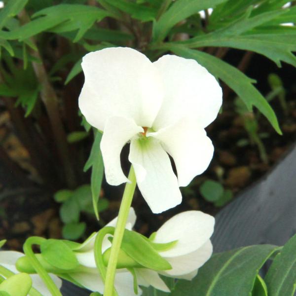 _gardening　ガーデニング　山野草　ａｌｂｅｓｃｅｎｓ　（Ｎａｋａｉ）　Ｆ．　Ｍａｅｋ．　ｅｔ　Ｔ．Ｈａｓｈｉｍ．　　植物　植物生体　ガーデニング生体　育て方　育成方法　栽培方法　bnr_hrgmgr　opa2_delete　202...