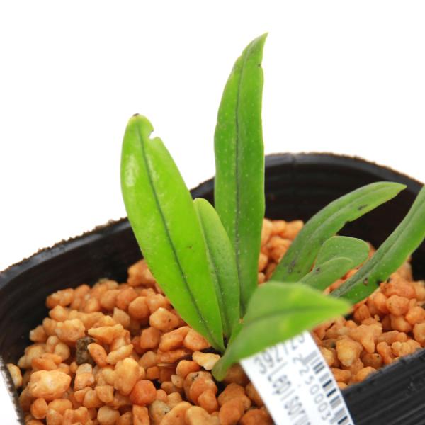 _gardening　観葉植物　園芸　ガーデニング　ビバリウム　テラリウム　パルダリウム　育て方　育成方法　栽培方法　草花盆栽　和盆栽　多年性　多年草　羊歯植物　シダ植物　シダ　ゼンマイ　薇　品種　種類　Lepisorus　yamaokae...