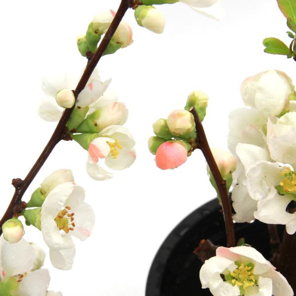 _interior　（観葉植物）　ガーデニング　花　苗　盆栽　ボケ　_gardening　唐木瓜　カラモクコウ　Chaenomeles ｓｐ．　バラ科　ボケ属　耐寒性落葉低木　盆栽　鉢植え　庭植え　切花　育て方　育成方法　栽培方法　2025...