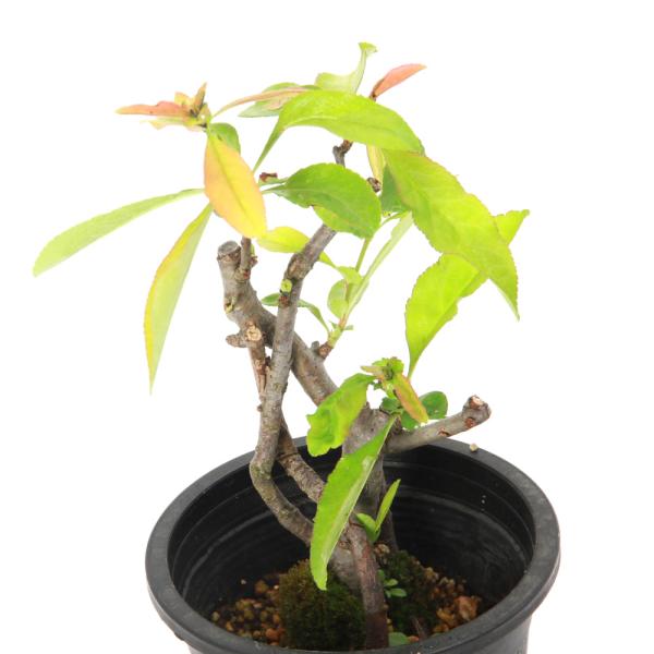 _interior　（観葉植物）　ガーデニング　花　苗　盆栽　ボケ　_gardening　唐木瓜　カラモクコウ　Chaenomeles ｓｐ．　バラ科　ボケ属　耐寒性落葉低木　盆栽　鉢植え　庭植え　切花　育て方　育成方法　栽培方法　2025...