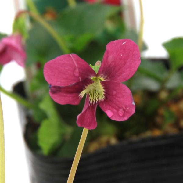 _gardening　ガーデニング　山野草　Ｖｉｏｌａ　ｓｏｒｏｒｉａ　’Ｒｅｄ　Ｇｉａｎｔｔ’　sumire_omakase　スミレ　ｏｒｉｅｎｔａｌｉｓ　花菫　植物　植物生体　ガーデニング生体　育て方　育成方法　栽培方法　039_lis...