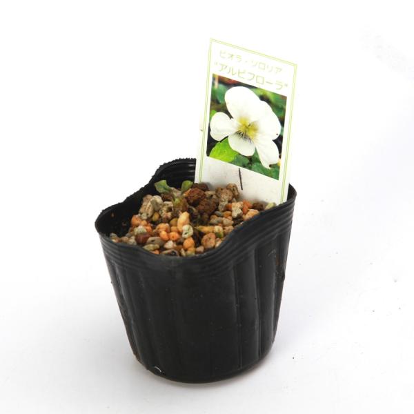 _gardening　ガーデニング　山野草　Ｖｉｏｌａ　ｓｏｒｏｒｉａ ’Ａｌｂｉｆｌｏｒａ’　sumire_omakase　スミレ　ｏｒｉｅｎｔａｌｉｓ　花菫　植物　植物生体　ガーデニング生体　育て方　育成方法　栽培方法　039_list...